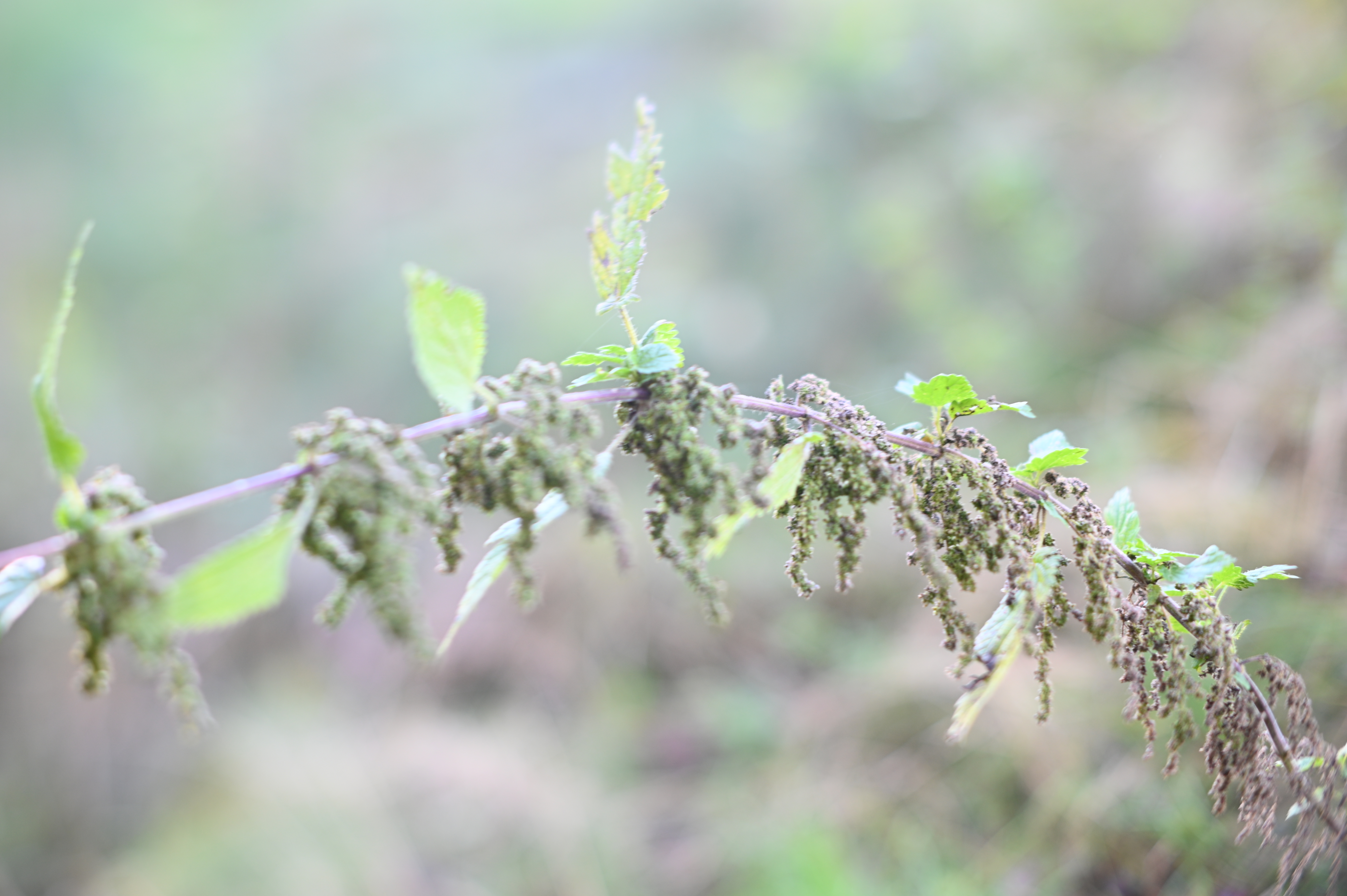 2025/10/18 - walk/DSC_0067.JPG